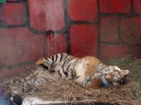 В ставропольском зоопарке появилась тигрица