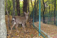 В Ставрополе появились лани