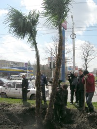 Семь пальм хорошо, а сакура лучше! 