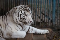 Белый тигр в зоопарке парка Победы!