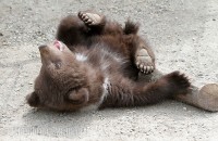 Медвежонок из ставропольского зоопарка вышел «в свет»!