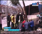Пальмовая аллея СГТРК Пальмовая аллея СГТРК