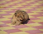 Львенок зоопарк Львенок зоопарк